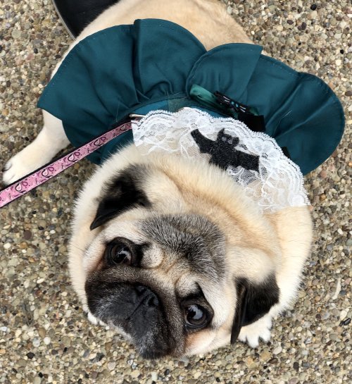 pugsandfrenchbulldogs