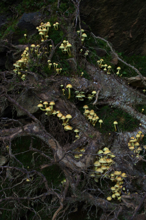 Sulphur tufts - Hypholoma fasculare - getting in among the roots.