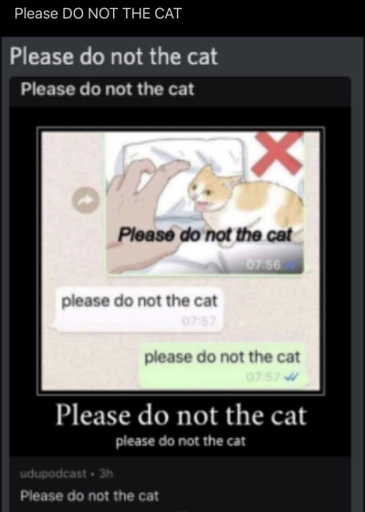 dankmemeuniversity:please do not the cat