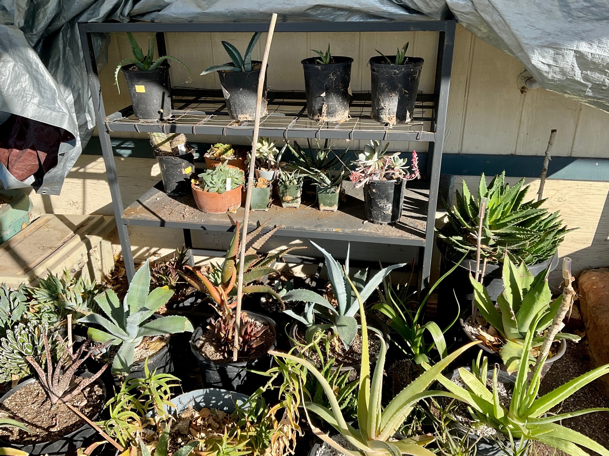 Another collection of potted succulents, some of these larger, with smaller ones arranged on a three-level metal shelving unit.