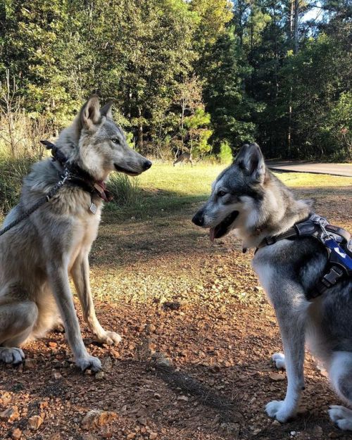 Not the best photo but: two wolfdogs, one deer, zero care #WildlingWandershttps://www.instagram.co