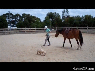 equine-awareness: There are better ways to start a horse than to just throw on the saddle/rider and let them freak out until they exhaust themselves. All of these gifs are from videos of a horse’s first time being ridden, or first time with a saddle