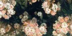 huariqueje:  Rose Flowers  -   Jacobus van Looij Dutch 1855-1930 Oil on panel 24,7 x 50,2 cm  