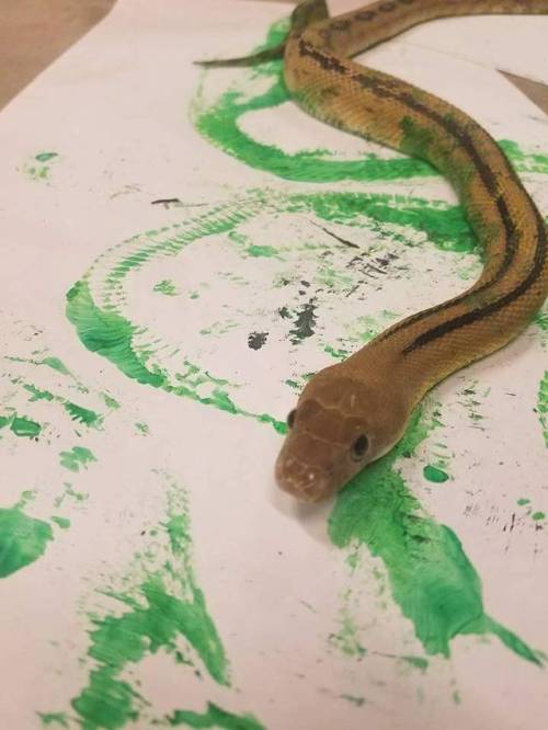 zooophagous:wheremyscalesslither:Not all paint is created equal!! Here is our trans Pecos rat snake 