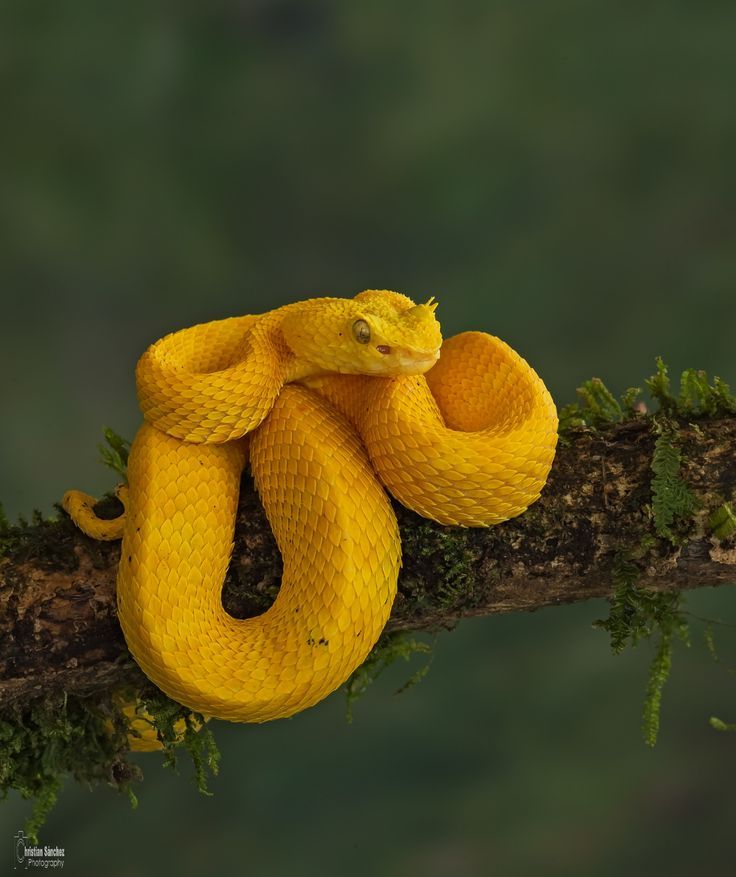 earthlynation:  Eyelash Viper. Photo by Christian Sanchez