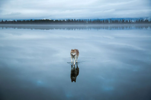 mymodernmet:  Two Majestic Huskies Walk on adult photos
