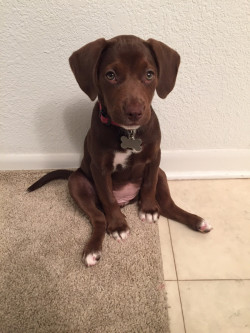 awwww-cute:  The way my dog sits when I’m getting ready