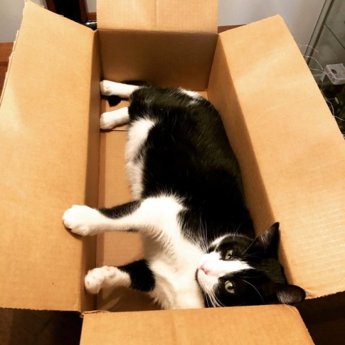 daydreamdaredevil:A purrfect fit inside a Claude-shaped box. #catsofinstagramwww.instagram.c