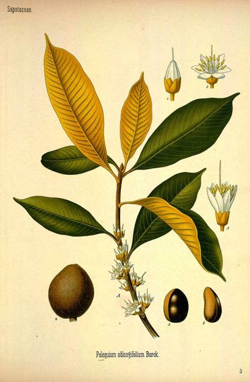 Palaquium