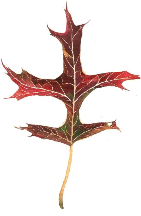 Dark particolored pin-oak leaf roundup(Here they are separately: top left, top right, bottom left, b