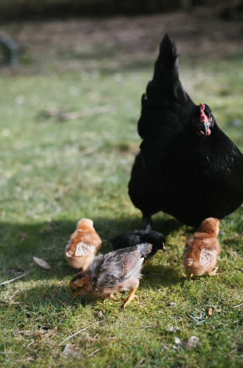 millivedder:Mama and babies