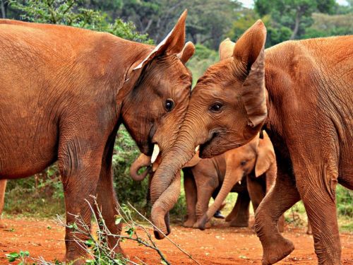 Trunk ShowAshwati Vipin captured this tussling pair at the David Sheldrick Wildlife Trust in Nairobi