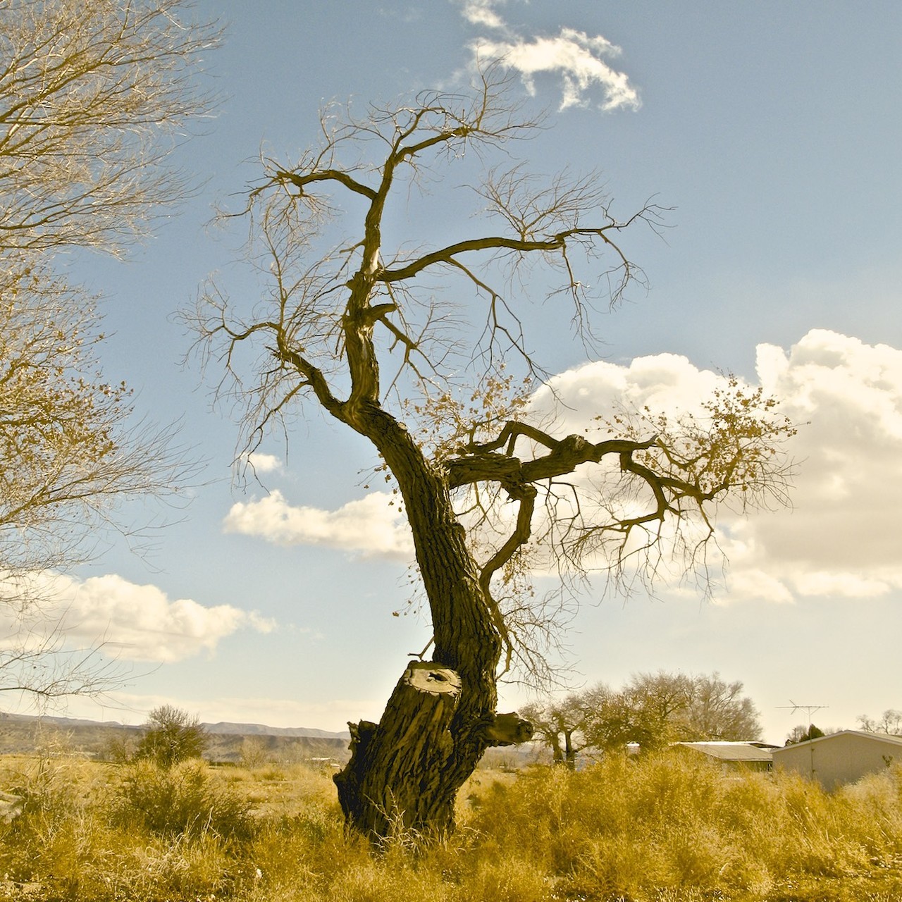 robertalanclayton:New Mexico, RA Clayton