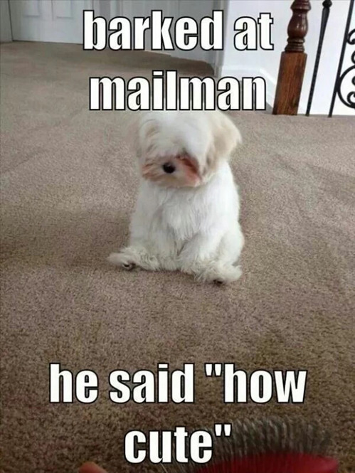 tastefullyoffensive:  Cute Dog Problems [via] 