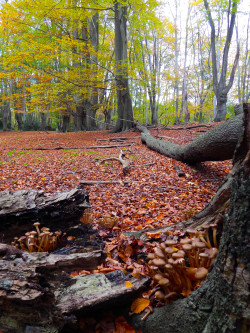 fuckitandmovetobritain:  Epping Forest, Essex, England, UK   Gorgeous