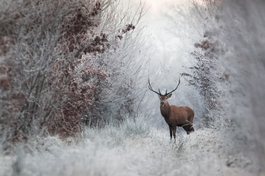 megarah-moon:“Faerie Winter” by Nicolas Le Boulanger  