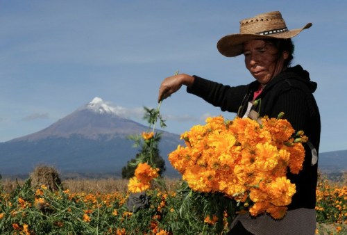 lapinchecanela:Cosechando Cempasúchil a las faldas del Popocatepetl 