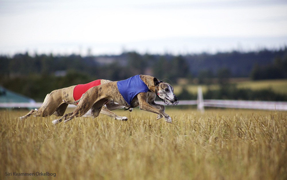 handsomedogs:  Lure Coursing Coursing is the pursuit of game or other animals by