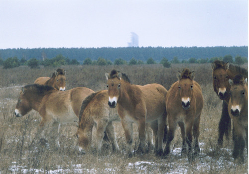 unsubconscious:Wild Przewalski horses in the Chernobyl exclusion zone, Ukraine. Xopc/Wikimedia Commo