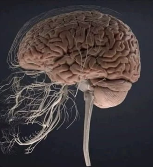 childofwestwind: sexwitsockson:  sixpenceee: Why toothaches tend to be linked to