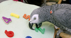 sixpenceee:  Alex the ParrotAlex was a subject