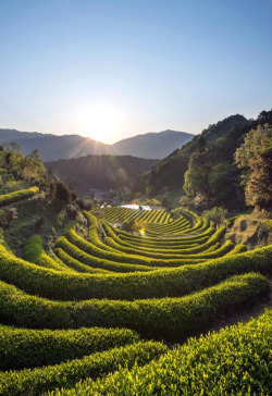 genjoshi:  gardenofthefareast:Katsuura, Wakayama, Japan http://ift.tt/1HF3pGq