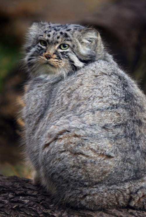 The Pallas Cat.  (via mbibi)