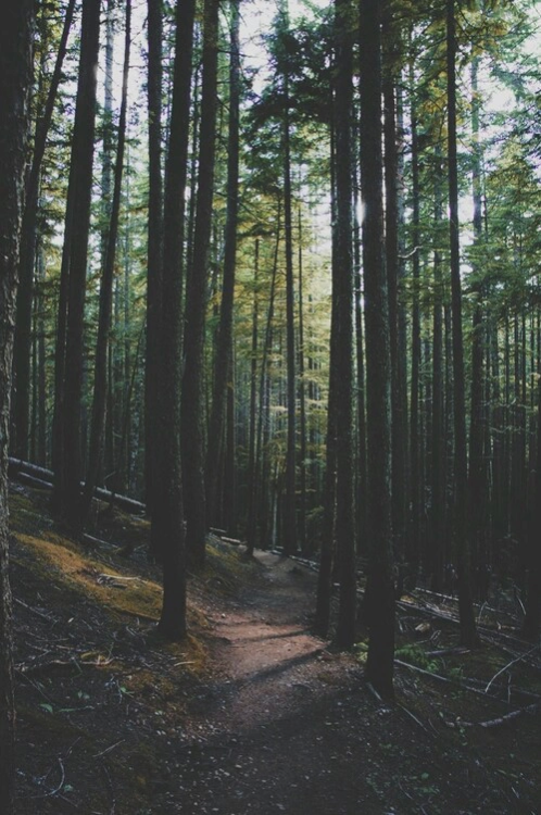 stephanieleana: walking through the woods