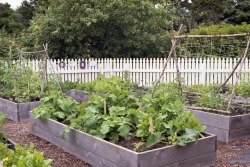 apassingbreeze:  backyard garden ~ oregon olympus om-1, fuji superia 200iso film {flickr} {instagram}