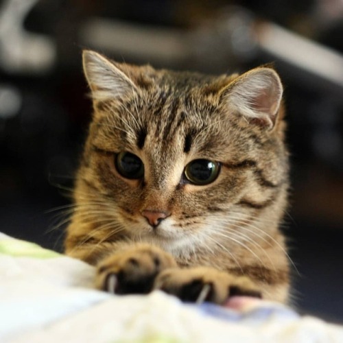 Meow www.youtube.com/c/WeMeow #cat #cats #wemeow #meow #catlife #cutecat #catlove #lovecats 