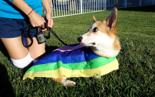 corgiaddict:  omelettethecorgi:  Omelette’s porn pictures