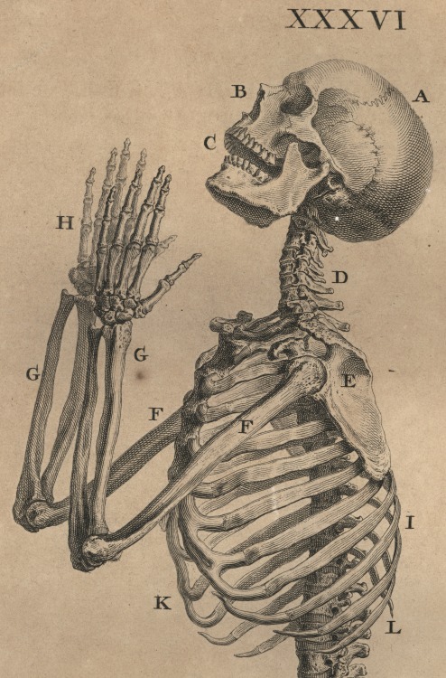 magictransistor:  William Cheselden, Osteographia (The Anatomy of Bones), London, 1733.