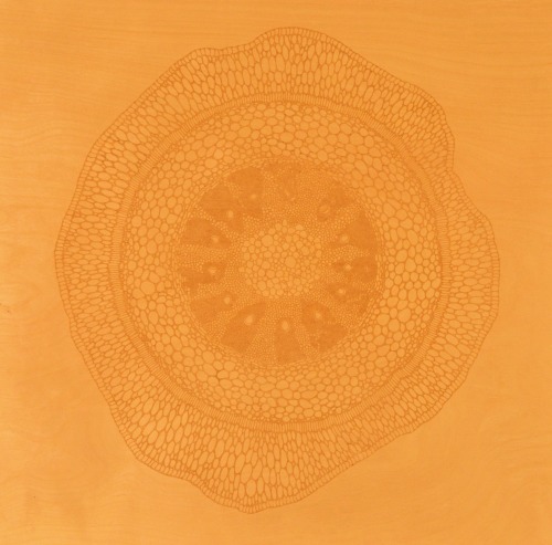 botanicalthesis:  Squeezed in a new piece before the end of the semester. Root cross section illustration laser etched onto basswood. Final etching is 18” x 18” 