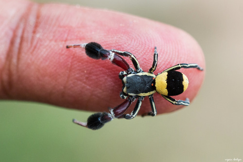 onenicebugperday:Male tufted social velvet spider, Stegodyphus tibialis, Eresidae Photographed 