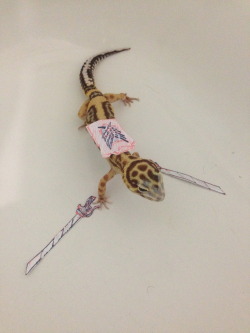 phindsy:  phindsy:   I present to you: Shingecko no kyojin   I DRESSED UP MY GECKO FOR A PUN AND IT ONLY HAS 11 NOTES COME ON PEOPLE. 