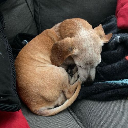 My sleepy little cinnamon roll. ❤️ #wienerdog #dachshund #doxiesofinstagram ift.tt/2U6wvjH