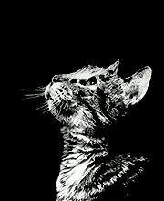 madamspeaker:  Professor Minerva McGonagall - 4th October, 1935 You see me here before