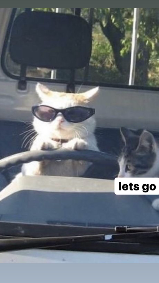 Do You Wanna See My Cat? Pt. 5
