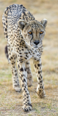 kingdom-of-the-cats:  Walking cheetah (by Tambako the Jaguar)