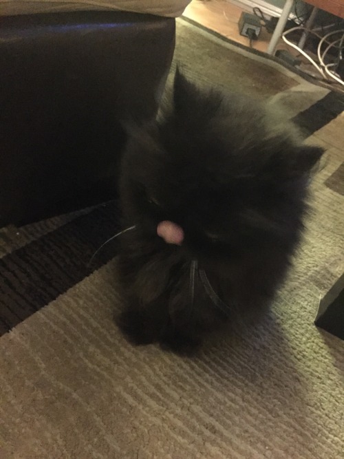 toastoat:my cousin’s cat looks unreal like what is this shit. Who authorized this