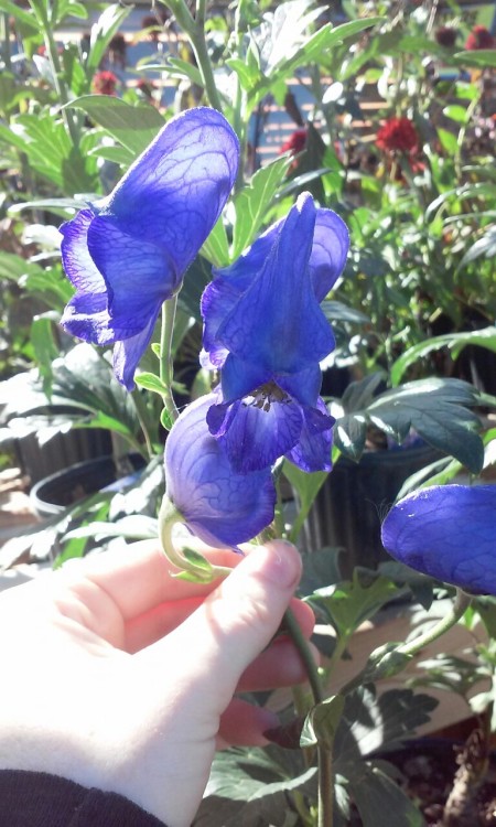 flowerfood:wild-flowers:flowerfood:wild-flowers:Monkshood Watch out for that aconite, now…“Poisoning