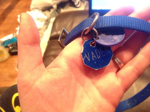 havocados:  rootbeerqveen:  vegasmo:  maythefoxbewithyou:  The police just came to my door and gave me the worst news of my life. My baby was euthanized today. They told me they had no information on the person who was “bitten”. All they acted on