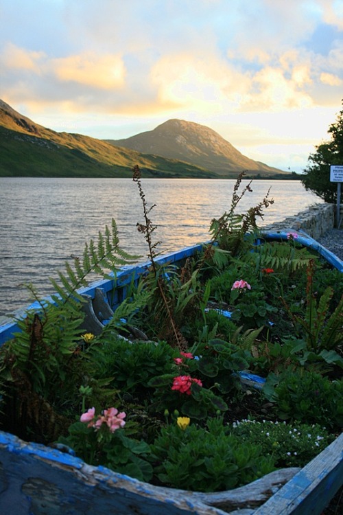 The boat garden, Connemara, Ireland (by pamdao).