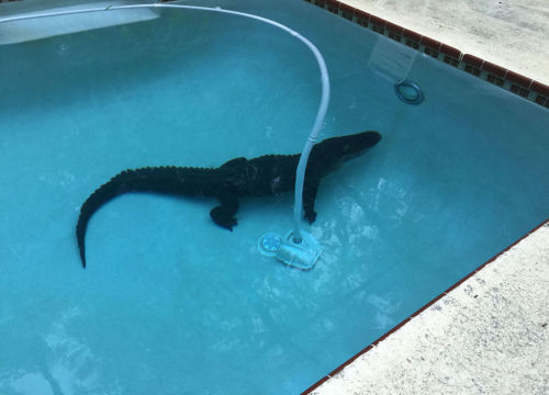 lady-raziel:NATURE TIP 666: REMEMBER!! Sometimes wild animals can get trapped in your backyard pool.