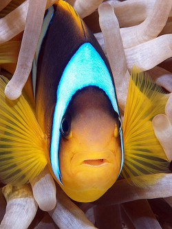 theoceaniswonderful:Red Sea anemonefish by