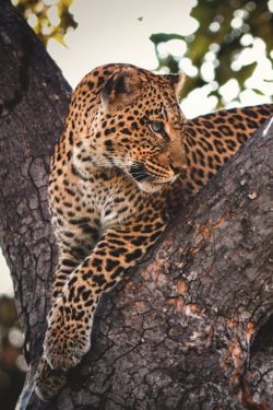 thelavishsociety:  Just Chilling by Chris Fischer | LVSH