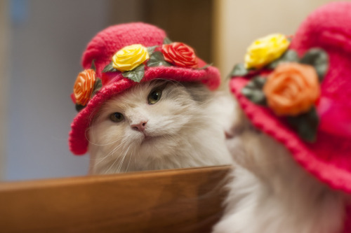 cybergata:скоро весна) - Автор скрыт“Mirror, Mirror on the wall, who is the fairest kitteh of 