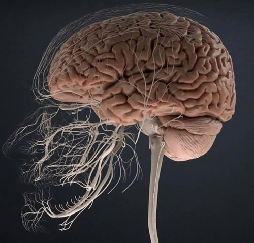 infomedicos - Sistema Nervioso Central y Pares Craneales