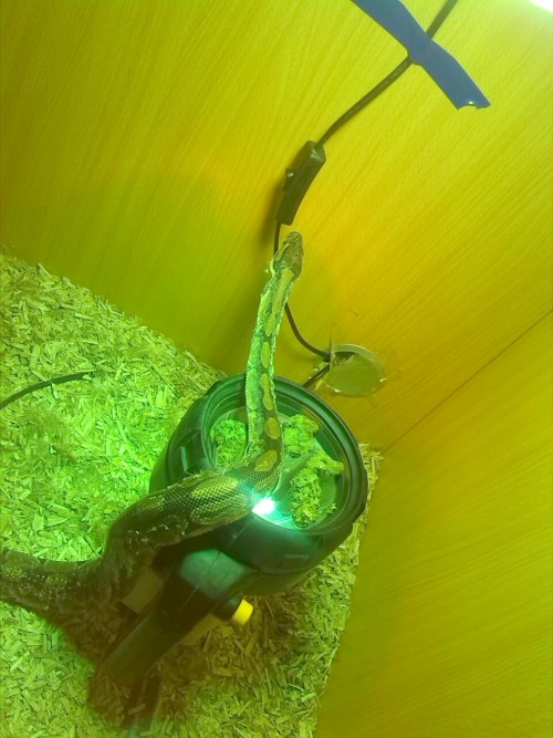 earthandanimals:  marcelinethevampirequeeenn:  yourhusbandrysucks:  reptiliaherps:  couragethecowardlystoner:  me and my brother were drying out some bud in his snake tank and he started slithering all over it, got a bit protective as well haha  I’m