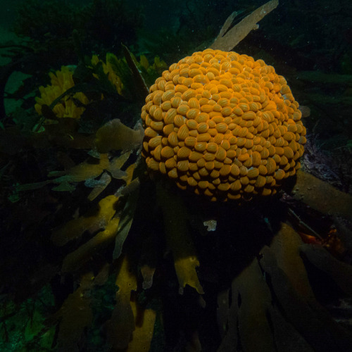 The wandering sea anemone (sometimes called the “baked bean” anemone is commonly found d